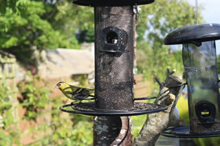 Finch feeding on Niger seeds