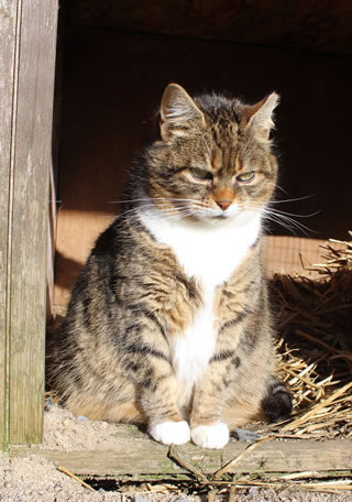 One of our outdoor barn cats - Meg