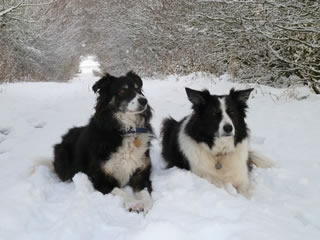 Collies in the Snow