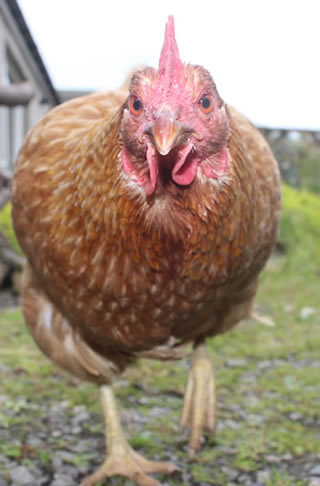 Picture 6 - chicken with an attitude