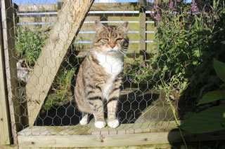 Female cat - picture of Meg at the gate of the secure cat run