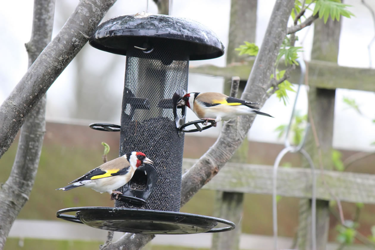 Wild birds coming into the garden to feed - Picture 10
