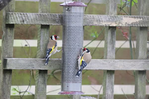 Wild birds coming into the garden to feed - Picture 11