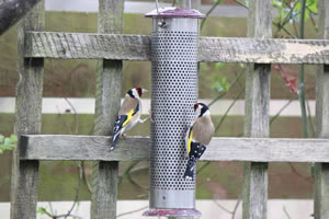 Wild birds coming into the garden to feed - Picture 13