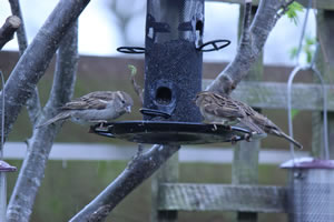 Wild birds coming into the garden to feed - Picture 14