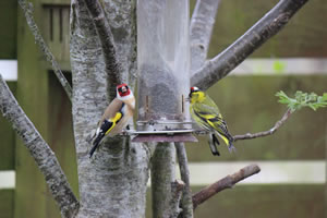 Wild birds coming into the garden to feed - Picture 15
