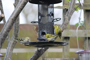 Wild birds coming into the garden to feed - Picture 8