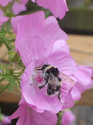 Native wild bee on Malva flowers