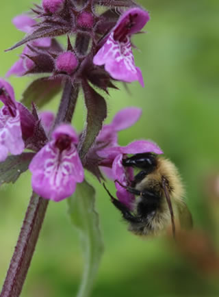 Wild bee on a dead nettle flower - Lamium purpureum
