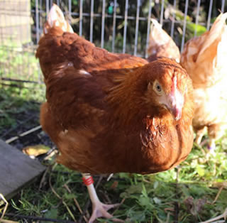 Young Point of Lay Hybrid Chicken