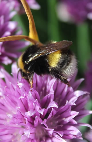 Native bee on Allium (chives) flowers
