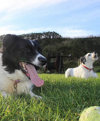 Picture 3 - My dogs at Staxigoe harbour, on the grass area next to the harbour