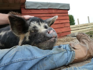 Cuddles with our pet Kunekune Pig