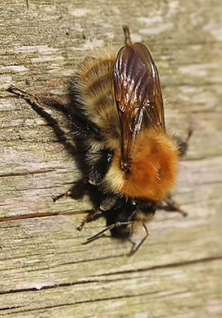 Picture 4 - Native wild bee 