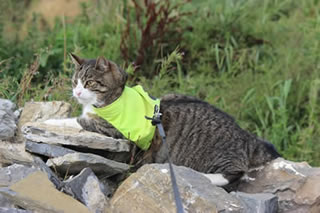 Cat picture - Toby our cat on his walk around the croft