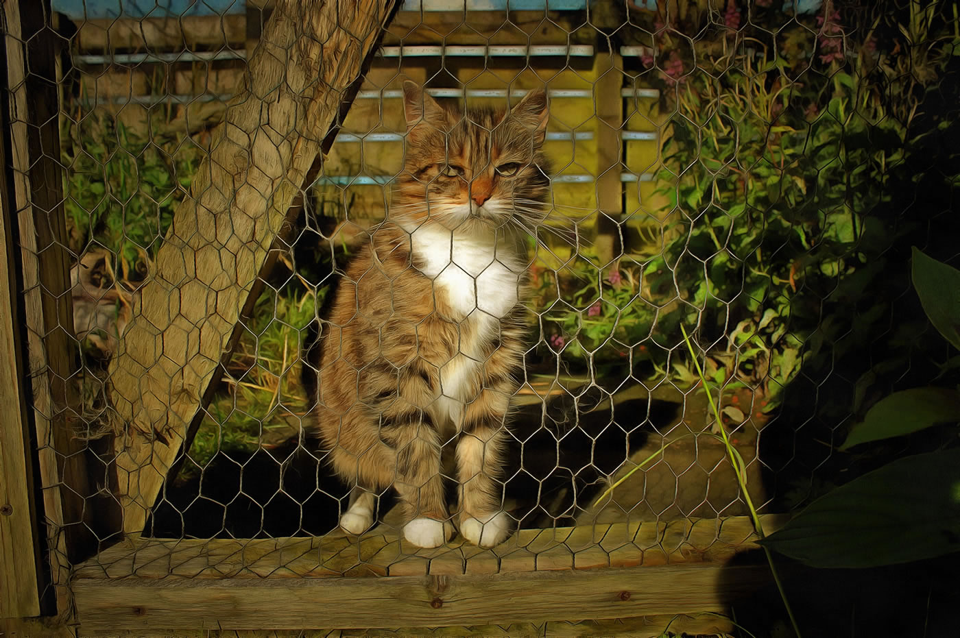 Free art image 2 of Meg, one of our outdoor barn cat