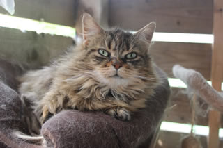 Female cat - picture of Bobbie on her cat tree in the outdoor cat house