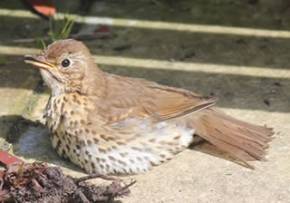 Bird picture - a young thrush sitting on our paving stones